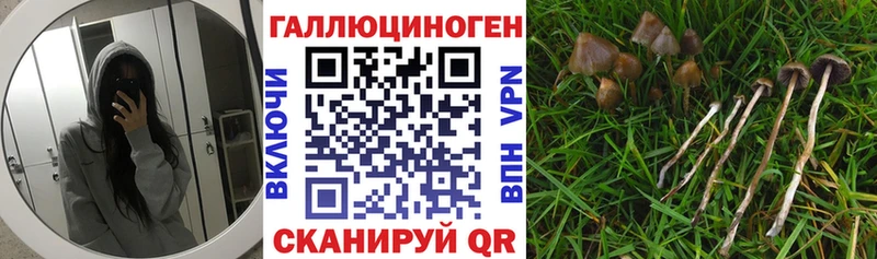 Псилоцибиновые грибы Psilocybine cubensis  наркошоп  Апшеронск 